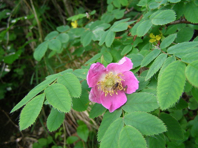 Heckenrose