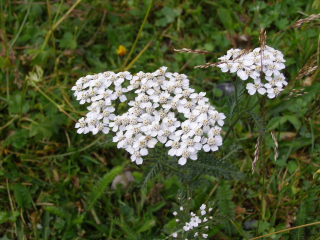 Schafgarbe