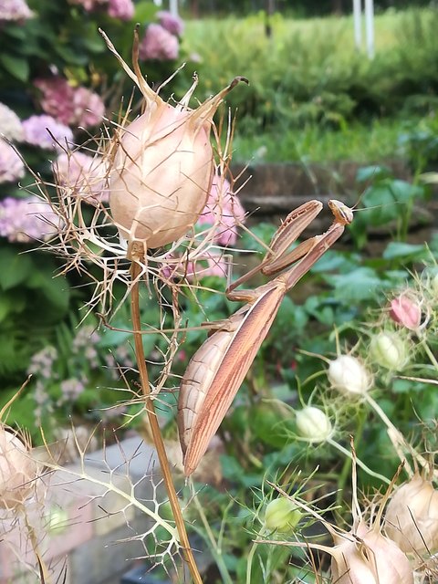 Mantis religiosa Techelsberg Kärnten