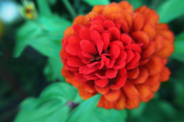 Die Blüte ist ziemlich groß mit einer eigenwilligen Form. Zinnie im Garten aufgenommen am 12.08.2018.