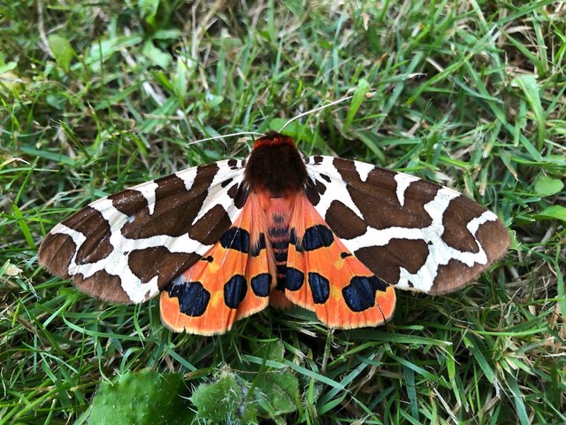 "In Harbach haben wir etwas Seltenes im Garten: Brauner Bär", hat uns Dani Schattauer geschrieben und dieses Foto mitgeschickt.