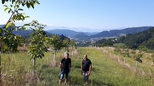 Gemeinsam besitzen die beiden Griffner rund 1.000 Walnussbäume. Für die Produktion ihrer Produkte wollen sie aber auch Nüsse von regionalen Nussbaumbesitzern abkaufen