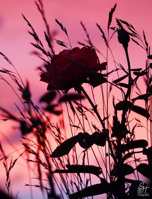 Ich geniesse jedes Abendrot! Und immer ist es etwas besonderes, das wird nie langweilig. :-)