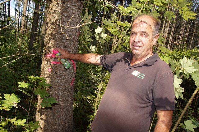 Waldhelfer Johann Hackl aus Kleinzell beim Auszeichnen befallener Bäume. Waldhelfer stehen Waldbesitzern zur Beratung zur Seite .