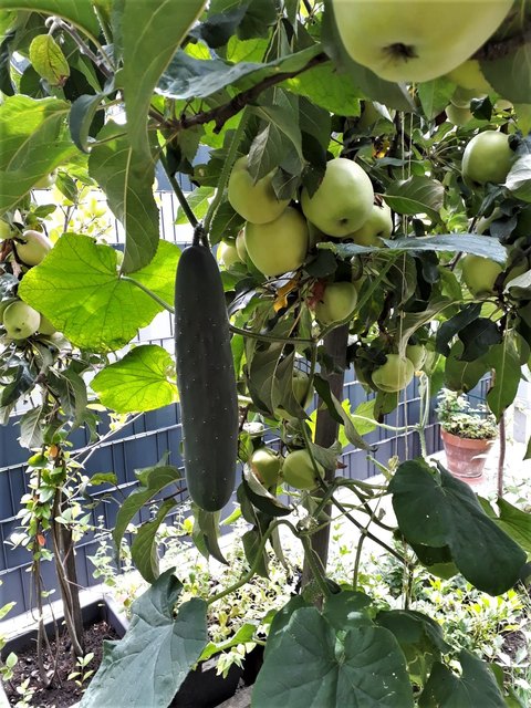 Diese Seltenheit habe ich im Garten von Fr.Riegler in Frantschach gesehen,und durfte sie gerne fotografieren.