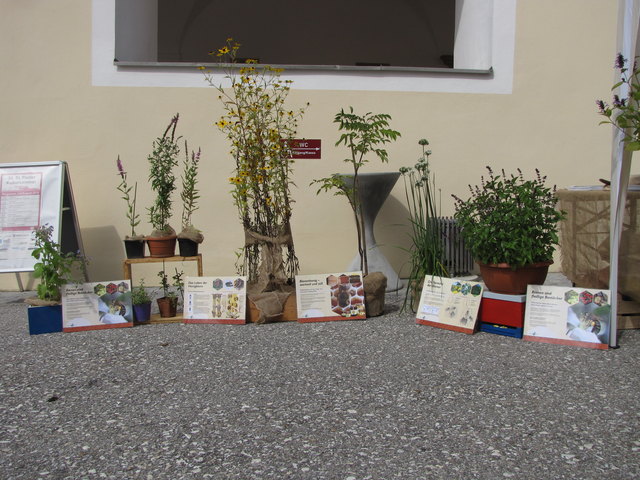 Welche Sträucher ziehen Bienen an, und liefern ihnen wertvolles Futter?