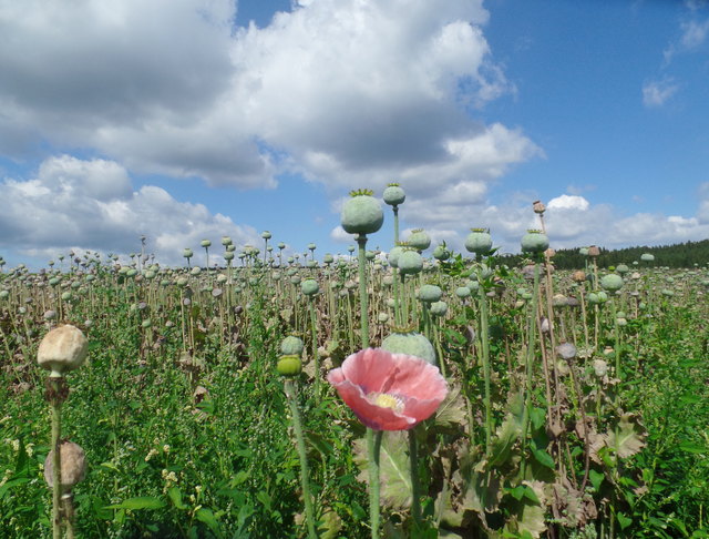 Mohnkapselfeld in Armschlag v. 15.08.2018