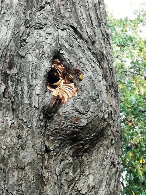 .. wunderschön und emsig wird gebaut