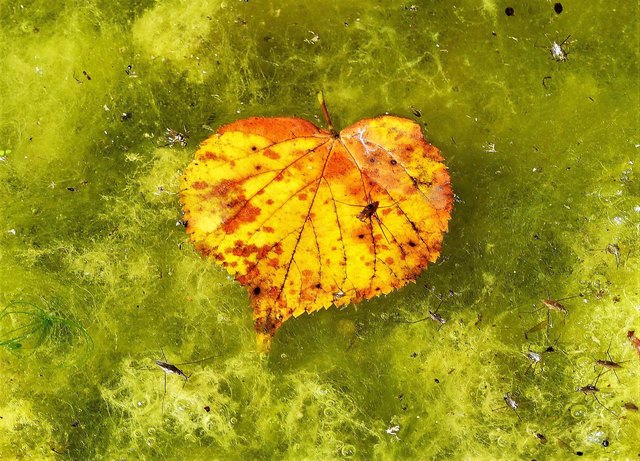 Herzblatt  -  Herbstblatt