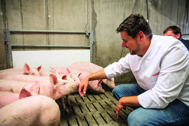 Chefkoch Thomas Weinberger überzeugt sich selbst von der Lebensqualität der Schweine in Pupping bei Eferding.