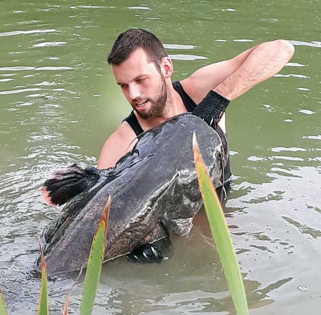 FF Kommandant und Fischer Florian Hauss aus Petzenkirchen mit seinem Fang des Lebens, einen 2,6o m großen und ca. 50 kg schweren Wels