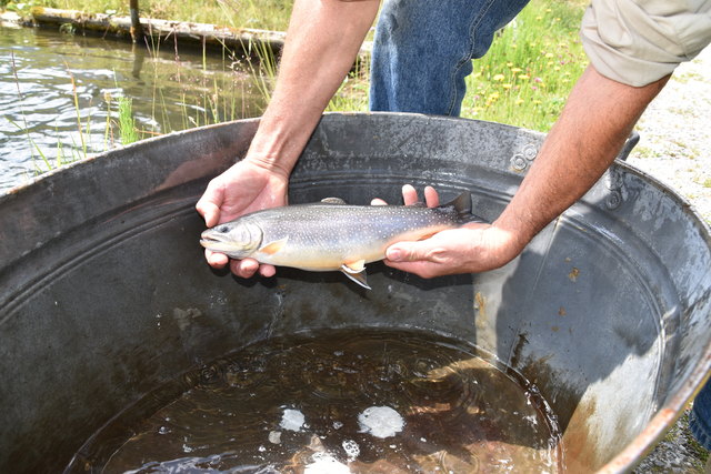 Die Saiblinge aus der Fischzucht Ernst sind bei der Kundschaft besonders beliebt.