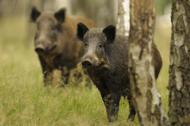Jagdsaison Thema Auf Meinbezirk At