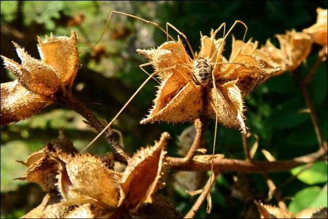 Ich hab den Weberknecht trotzdem entdeckt!
