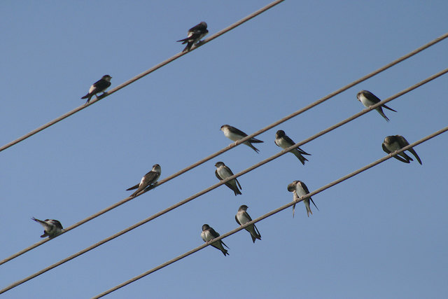 Mehlschwalben sammeln sich auf der Stromleitung. | Foto: Christoph Roland