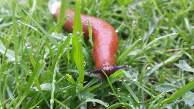 Spanische Wegschnecke (Arion vulgaris)