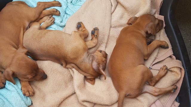 In Simmering wurden vier Pinscherwelpen gefunden, die illegal zum Verkauf angeboten wurden. | Foto: LPD Wien