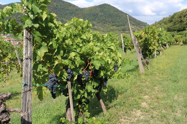 Bald schon wird die Weinlese beginnen!