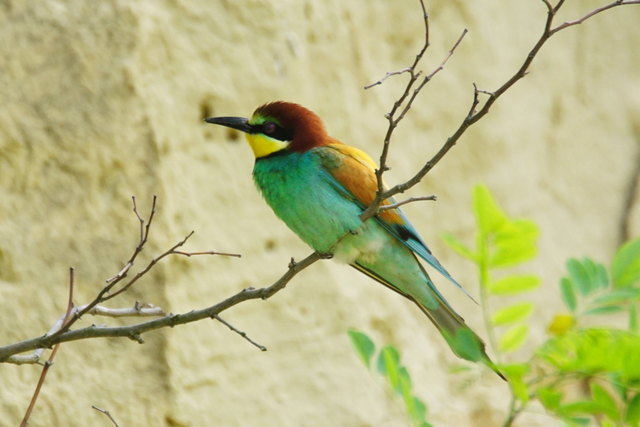 © Roger Jagersberger