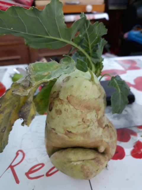 Kohlrabi ist ein besonders zarter Vertreter der Kohlgewächse. Sein milder Geschmack und das zarte Fruchtfleisch machen ihn gerade bei Kindern sehr beliebt.