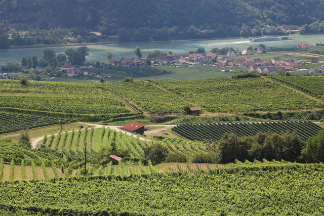 Herrlich grün sind die Weinrieden.
