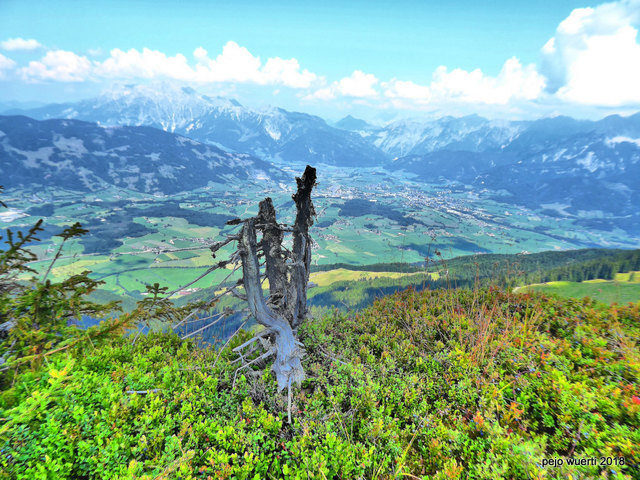 Saalfelden über Heidelbeersträucher von der Schwalbenwand aus gesehen!