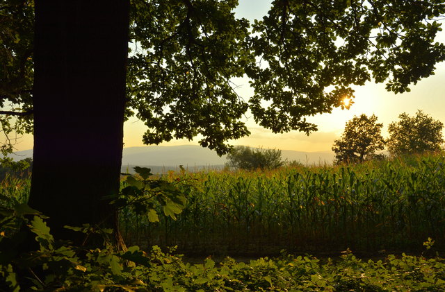 auch im Wald ist es nicht mehr angenehm