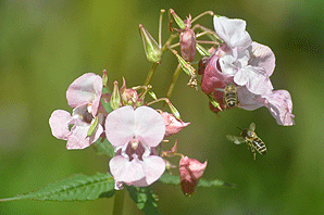 Honigbienen auf Indischem Springkraut.