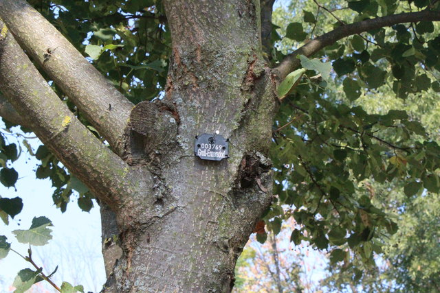 Ein Baum mit der Plakette, die im Rahmen des Baumkatasters vergeben wurde.