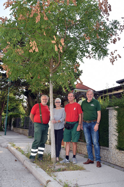 Gärtnermeister Norbert Rauch, Ulla Freilinger, Jürgen Sauerzopf und Stadtrat Leo Lindebner (von links) bei einer jungen Blasenesche. Der Baum ist stadtklimafest, wärmebedürftig und verträgt die Hitze gut und wird daher vermehrt ausgesetzt.