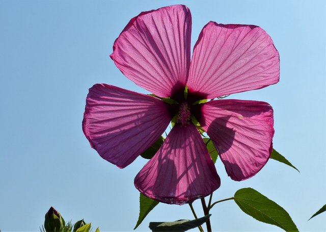 Dieser Strauch ist übersät mit riesigen Blüten.