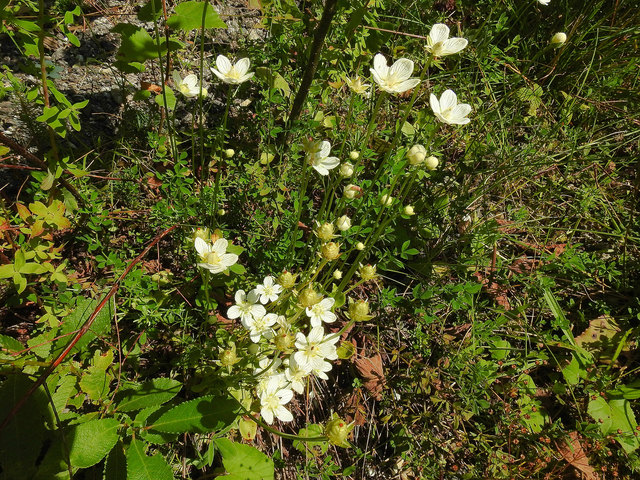 Das Sumpf-Herzblatt ist ein liebliches Blümchen in der freien Natur.