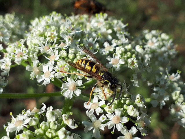 ... genießt diese Wespe ihren Blütenimbiss