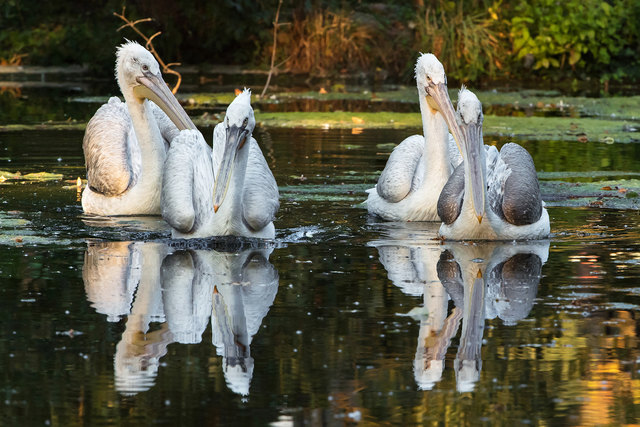 Drei weibliche und ein männlicher Krauskopfpelikan wohnen seit kurzem im Tiergarten Schönbrunn. | Foto: Daniel Zupanc