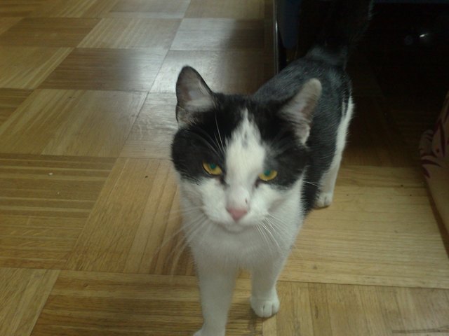 Kater Toni ist seit vier Monaten verschwunden. | Foto: Gaby Graser
