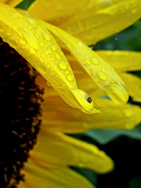 ... lässt der Regen die Natur aufblühen
