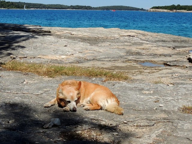 Nach dem Urlaub kann man nur mehr Träumen davon,obwohl so manche auch im Urlaub Träumen.