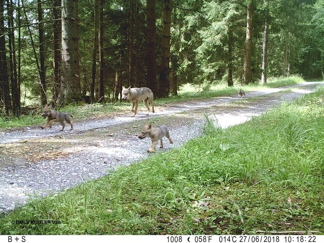 Der Wolf ist zurück und wird mittlerweile immer öfter gesichtet.
