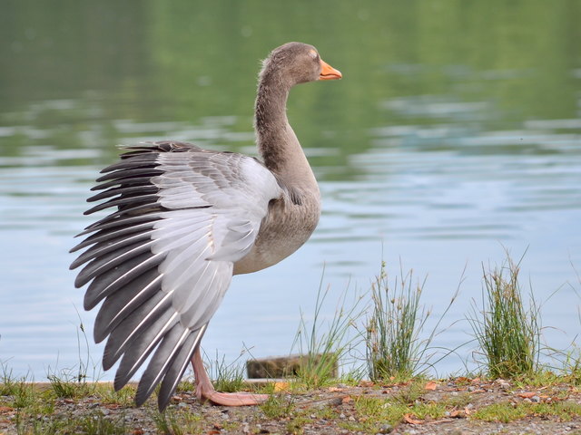 Graugans am Leopoldskroner Weiher