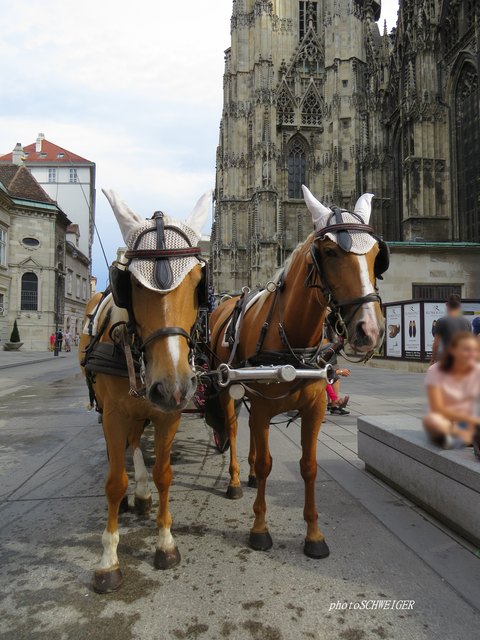 Irgendwie tut ihr mir leid!