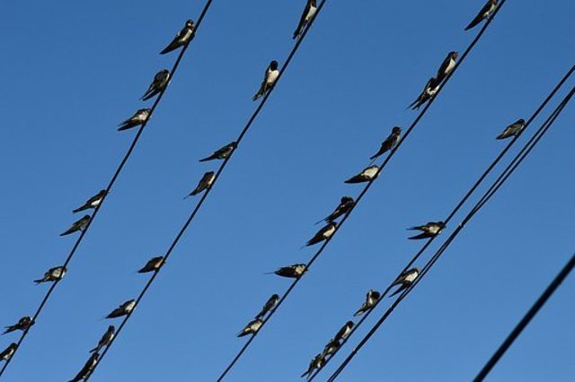 Wenn die Schwalben heimwärts ziehen ...