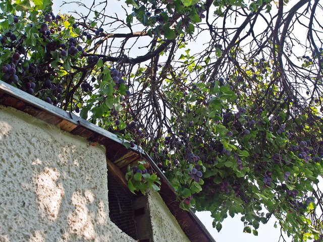 Da biegen sich die Äste. Soviel Obst gab es schon lange nicht mehr.