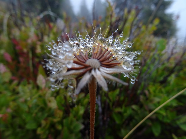 Von wegen Nebelwetter, wenn man genau hinschaut, kann man die Schönheiten der Natur erkennen
