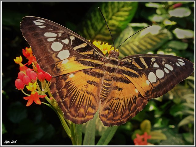 Der glänzende Schmetterling hat immer wenig Ähnlichkeit mit der unscheinbaren Puppe, die seine Flügel gefangen hielt.

Brigitte Augusti (1839 - 1930)