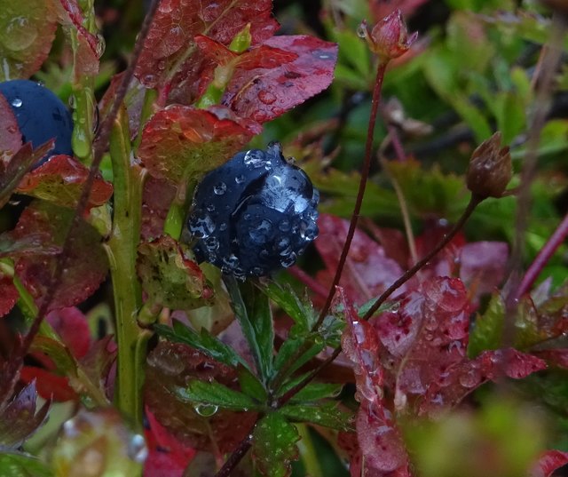 Von wegen Nebelwetter - man muss nur genau hinschauen, um die Schönheit der Natur zu erkennen