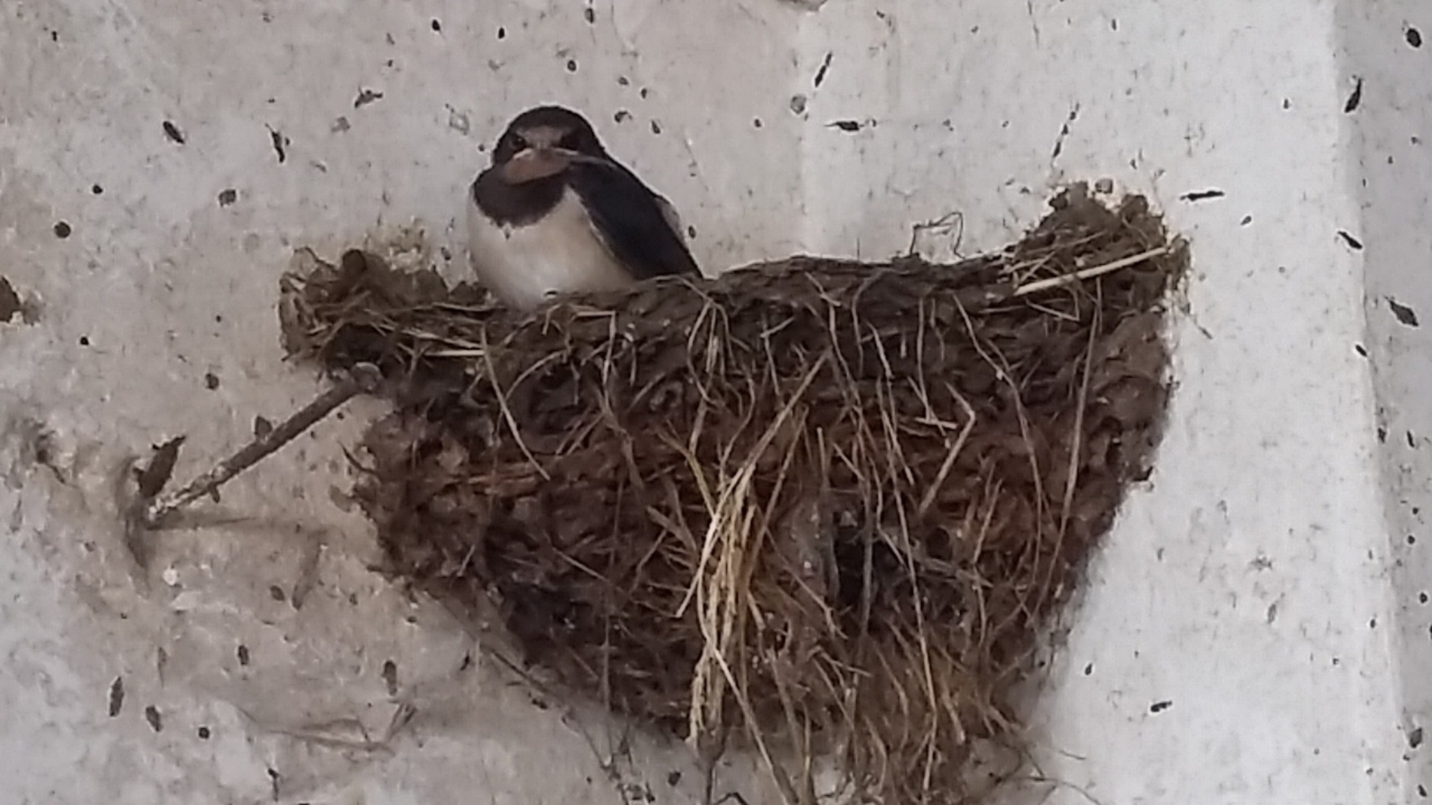 Sekumpulan burung walet sedang merencanakan pelarian massal tepat sebelum Mariä Geburt - Flachgau