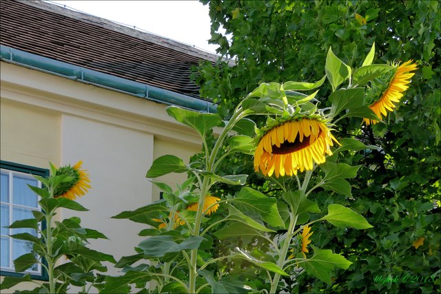 Eine Reihe hochgewachsener Sonnenblumen schmückt den Vorgarten der ehemaligen Pfarrschule.