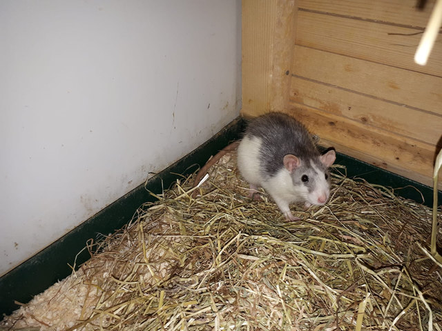 Die hübschen Nager warten im Tierheim Reutte auf neue Besitzer. | Foto: Tierheim Reutte