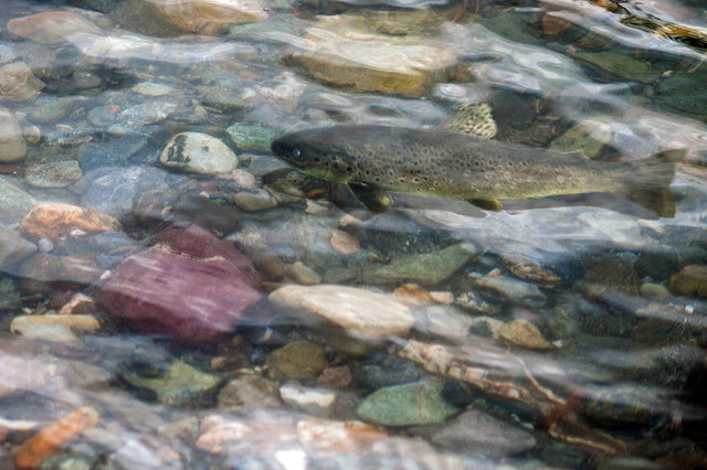 Selbstaufkommen des Indikatorfisches Bachforelle ist in der Sanna nachgewiesen! Damit ist auch der ökologisch gute Zustand der Sanna (kürzester Wildfluss Europa) bestätigt! Hier eine Bachforelle im glasklaren Sannawasser. Mehr Information findet ihr im 1. Eigenkommentar! © Ing. Günter Kramarcsik