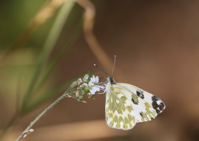 und sonst keiner weit und breit, am Heideboden. Leicht zu verwechseln mit dem Reseda-Weißling aber der wurde seit dem Frühjahr nicht mehr gesehen)